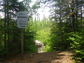 Welcome to the Forest